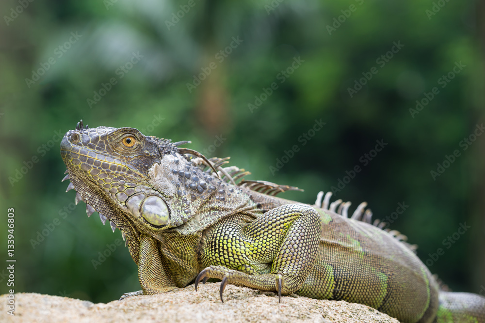 Iguana, an endangered species of lizard. Portrait of green iguana Iguana, an endangered species of lizard. Portrait of green iguana