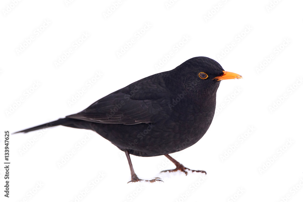 Common blackbird (Turdus merula) Common blackbird (Turdus merula)