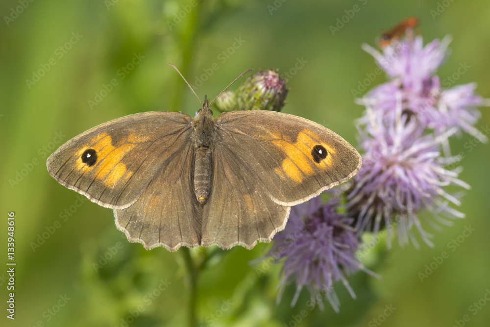 Fototapeta premium Brown meadow (Maniola jurtina) feeding on Thistle flowers