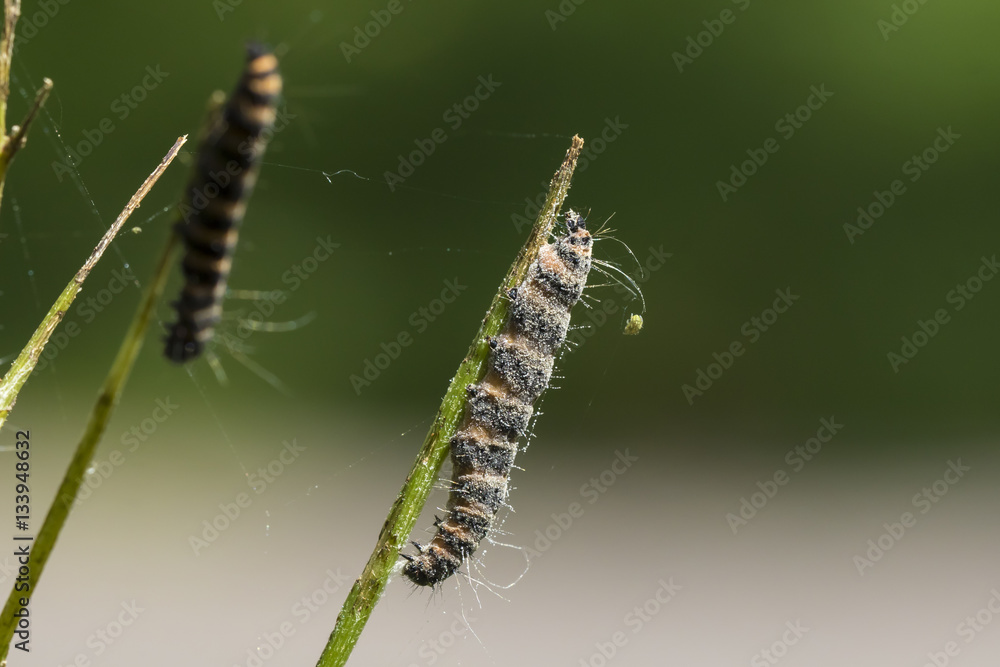 Cinnabar caterpillars pupating