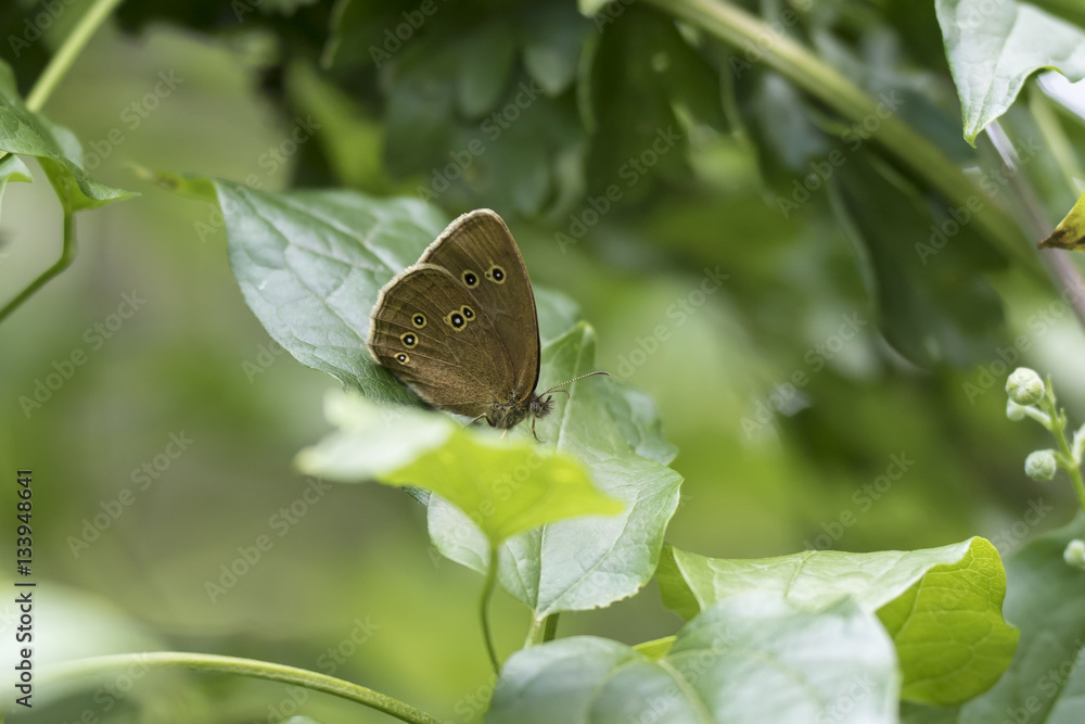 Obraz premium Ringlet butterfly (Aphantopus hyperantus) closeup