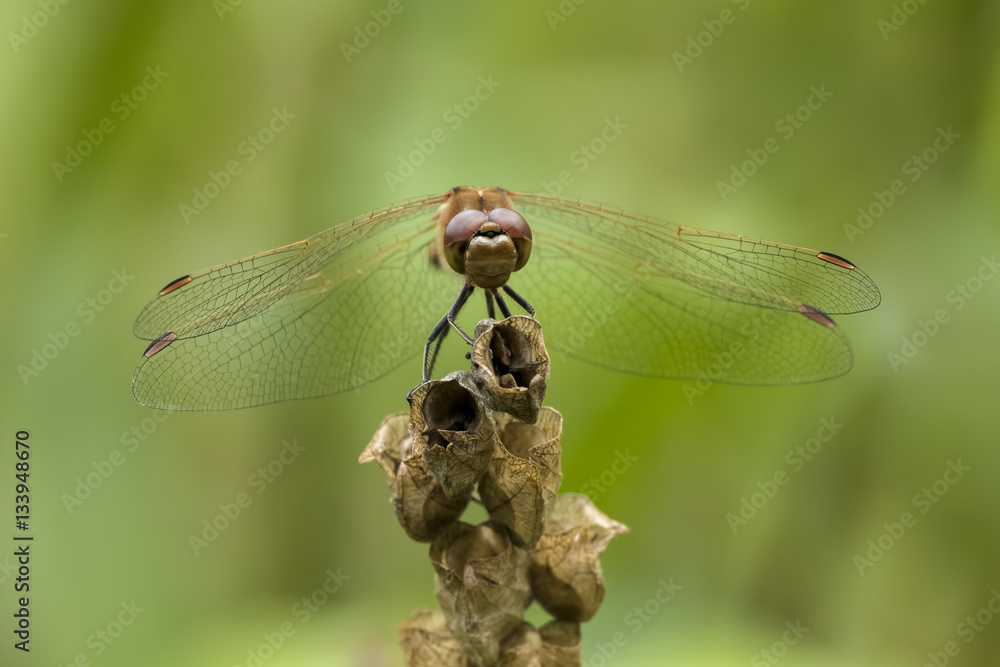 Vagrant darter Sympetrum vulgatum male Vagrant darter Sympetrum vulgatum male