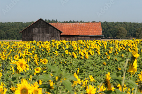 Sonnenblumenfeld vor einer alten Scheune © Bernd Wolter