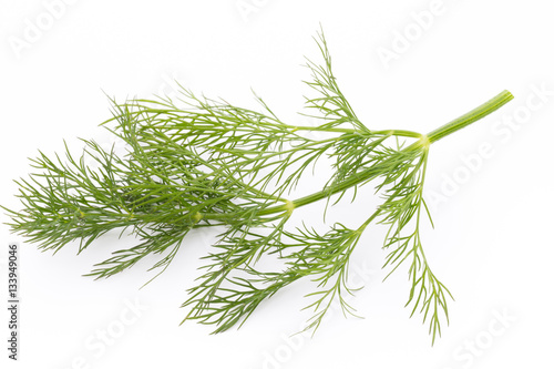 Fresh dill on the white background.