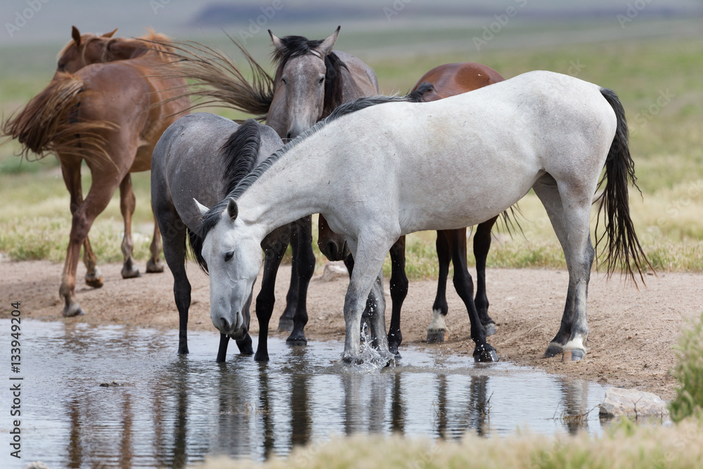 Wild Mustangs in the Great Basin Desert of Utah	