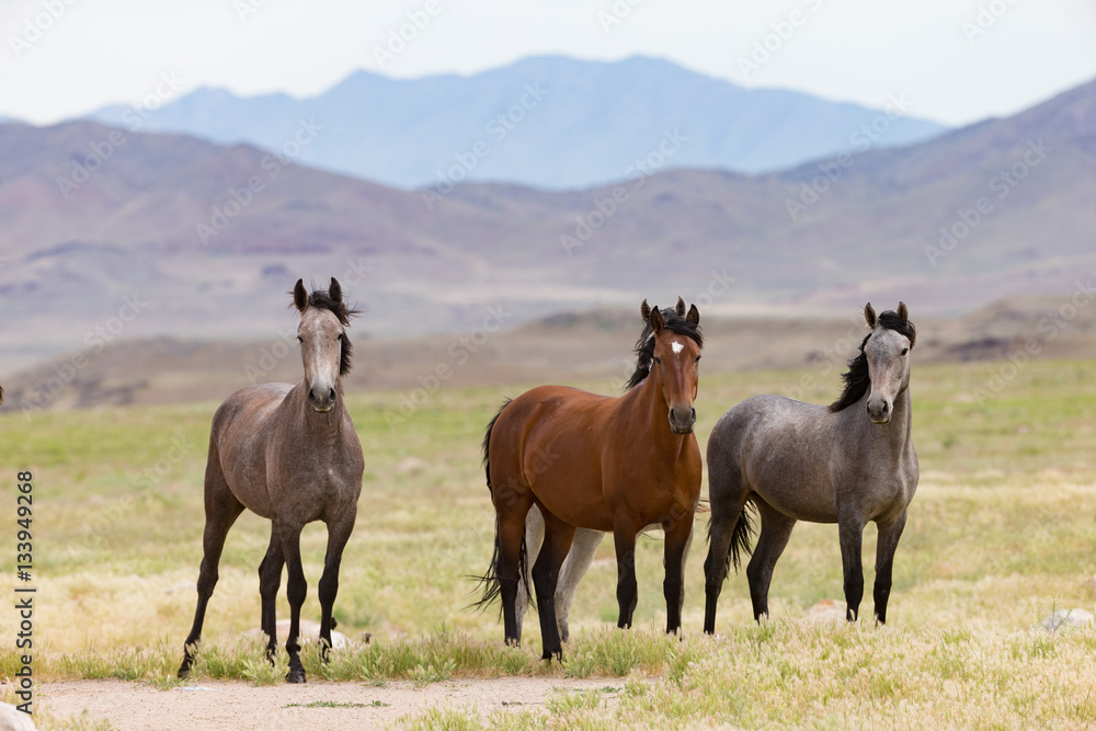 Fototapeta premium Wild Mustangs in the Great Basin Desert of Utah 