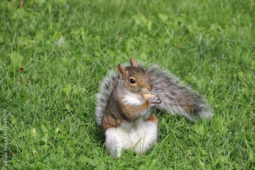 Obraz premium Animal