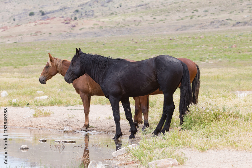 Wild Mustangs in the Great Basin Desert of Utah Wild Mustangs in the Great Basin Desert of Utah