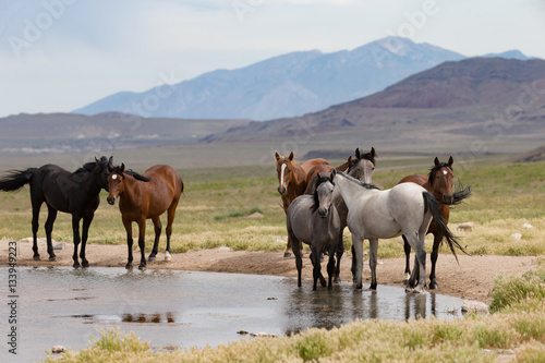 Wild Mustangs in the Great Basin Desert of Utah 