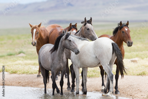 Fototapeta Naklejka Na Ścianę i Meble -  Wild Mustangs in the Great Basin Desert of Utah	