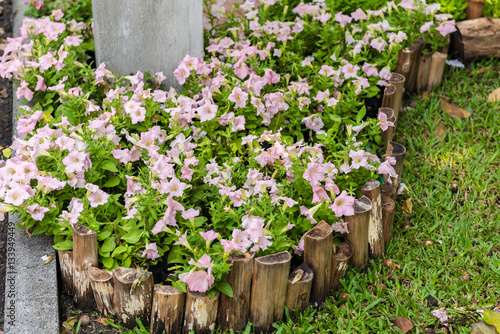 beautiful petunia flowers