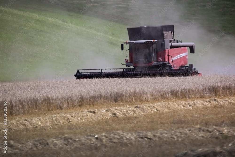 Fototapeta premium Agricultural machine, the harvester then the field with the grain. Europe, country Slovakia. Red harvester mowed down grain.