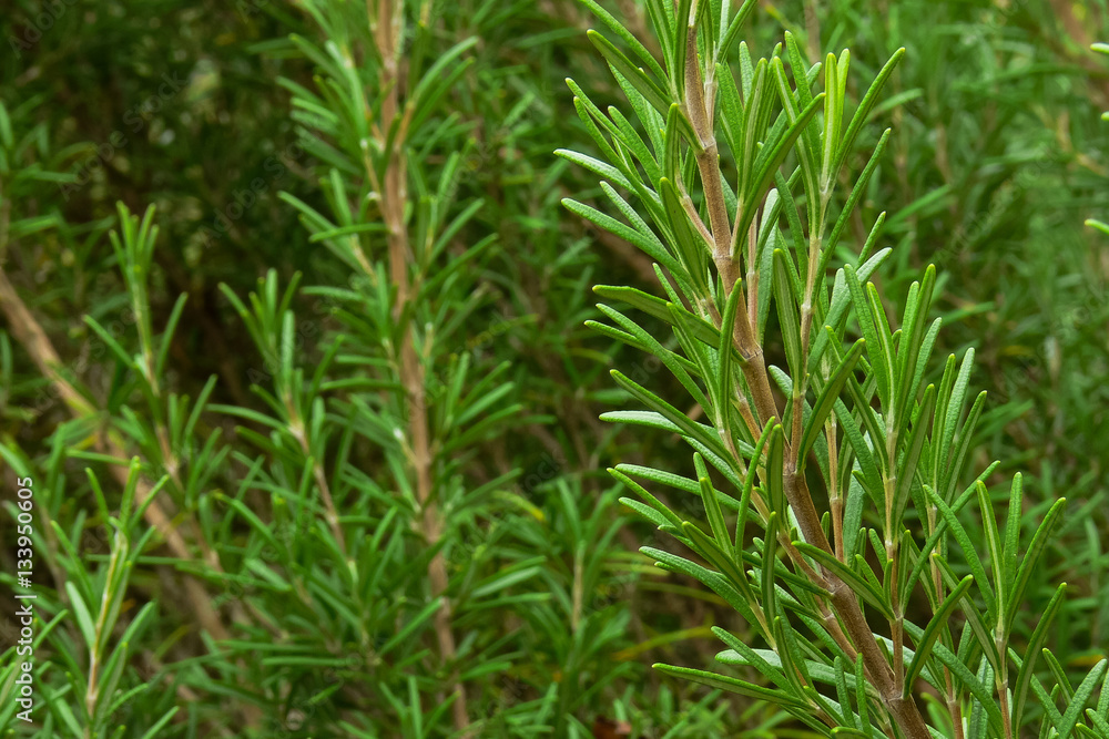 rosmarino (Rosmarinus officinalis) - rametto con foglie rosmarino (Rosmarinus officinalis) - rametto con foglie