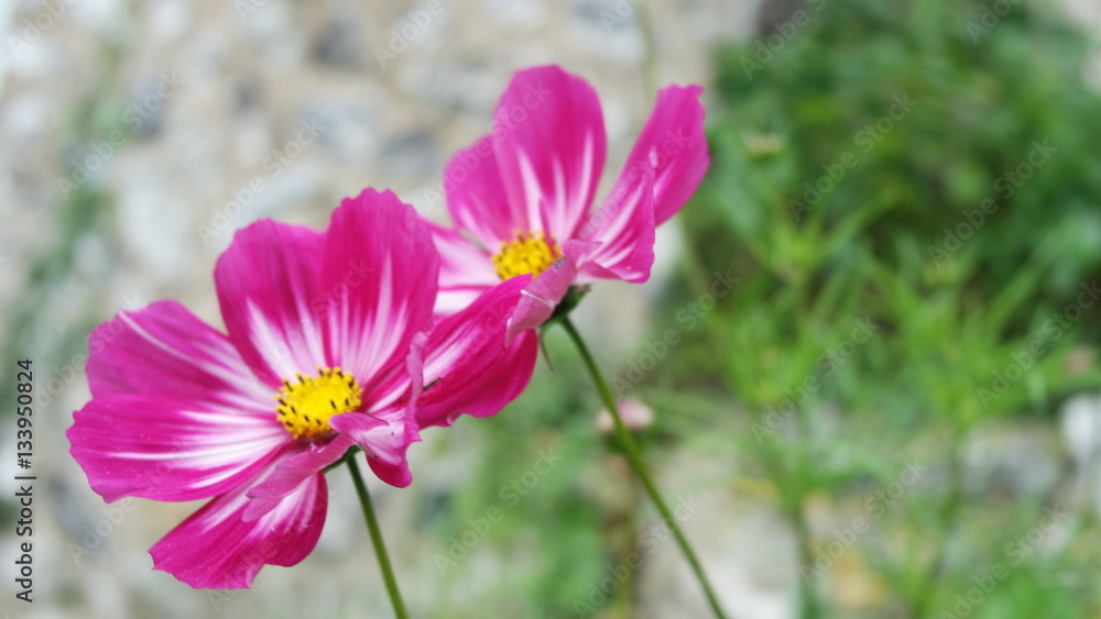 Magenta flowers in an English garden. Magenta flowers in an English garden.