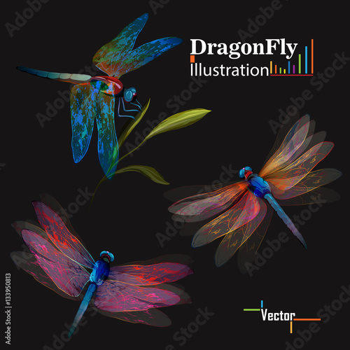 Dragonfly. Set of three dragonflies illustration on black. Can be used as design elements, appearance, on different textile, etc. Vector - stock.