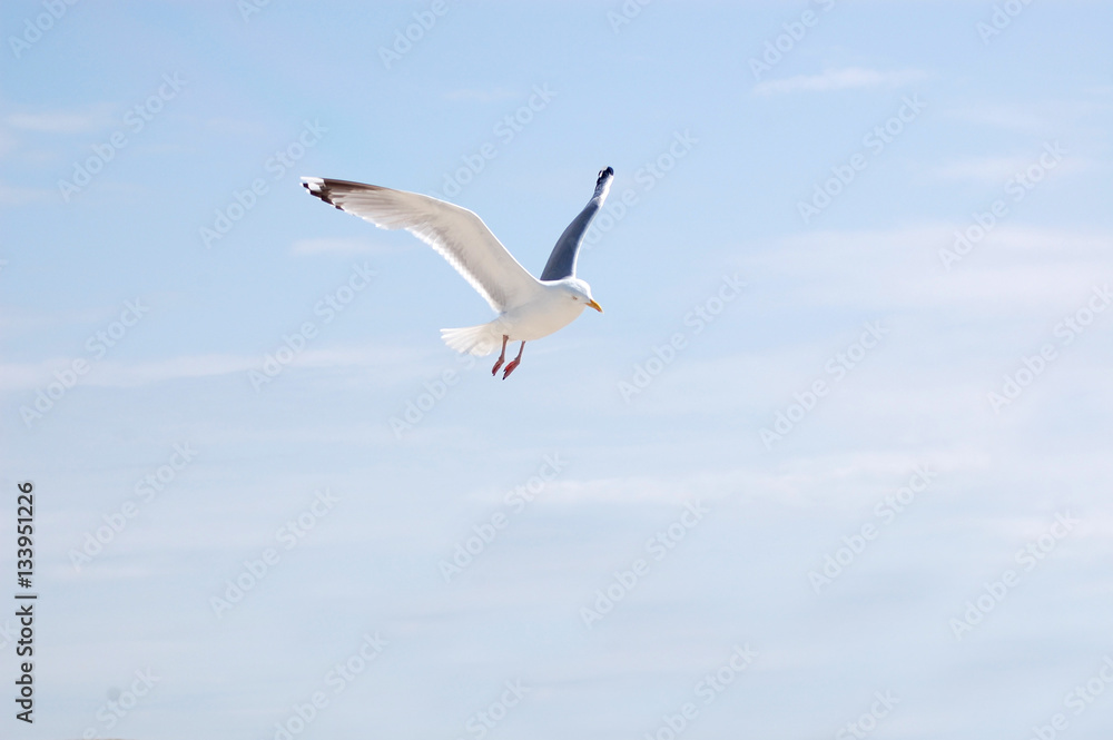 Fliegende Möwe über Amrum Fliegende Möwe über Amrum