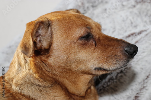 Portrait von einem müden Hund © ChristopherReinert
