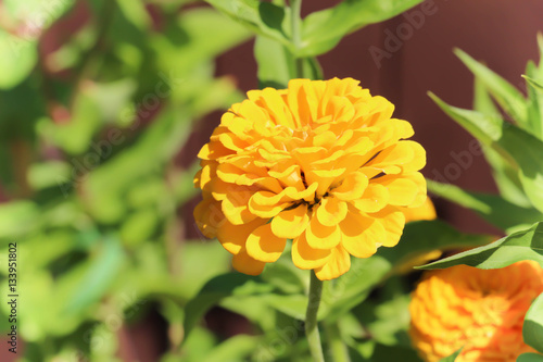 vibrant yellow marigold in full bloom against green leaf background