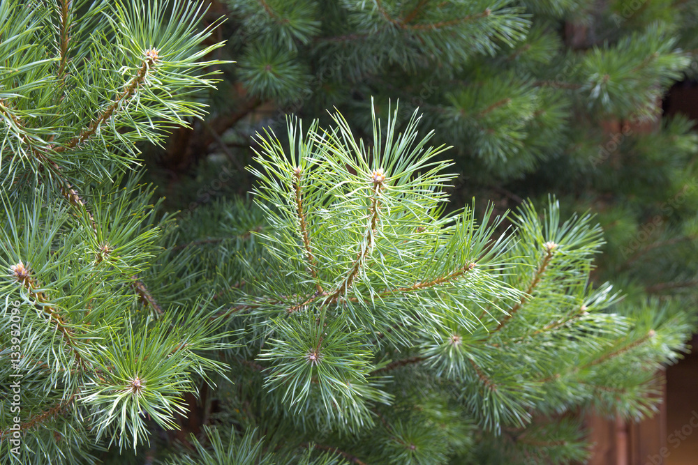 Pine tree