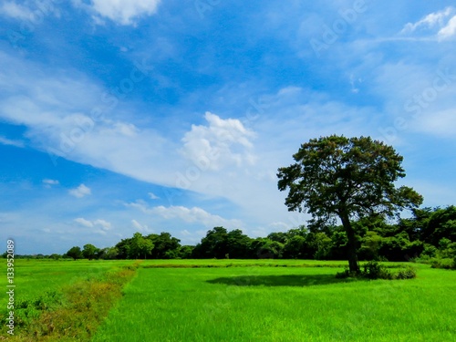 Beautiful Tree in a Paddy Field with Blue Sky and Clouds in Sri Lanka