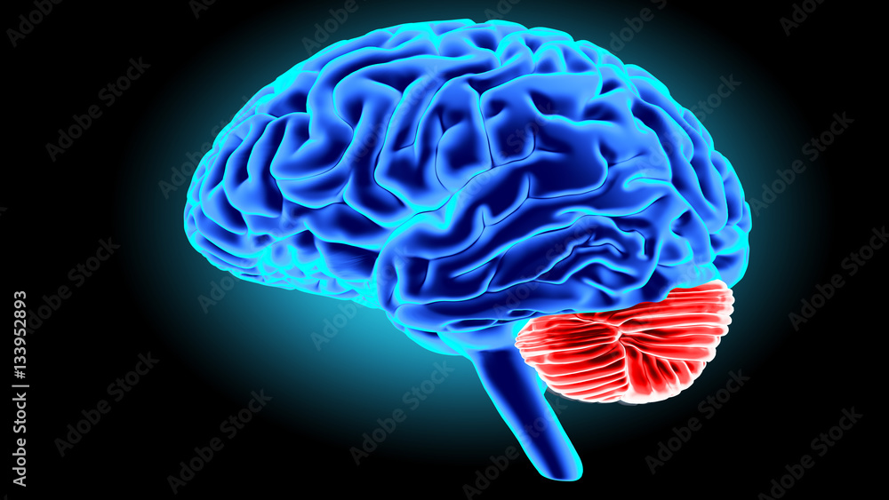 Human brain 3D render Human brain 3D render