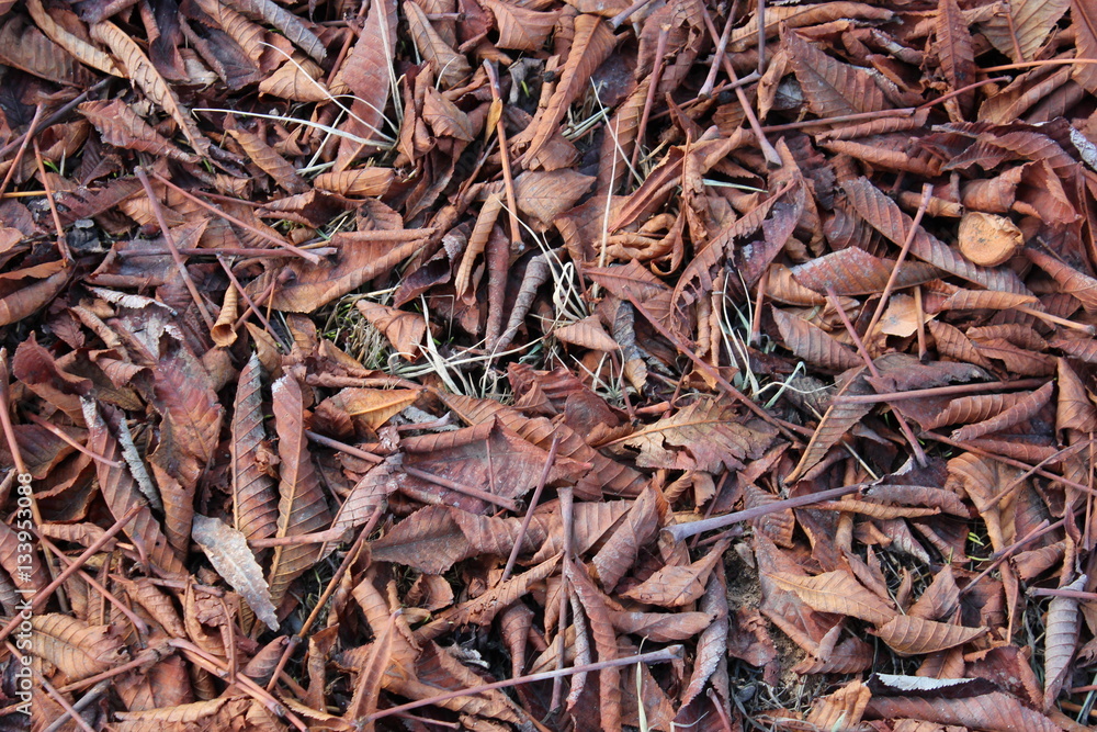 dry leaves background