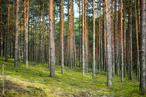 Fototapeta Naklejka Na Ścianę i Meble -  Mixed pine and deciduous forest