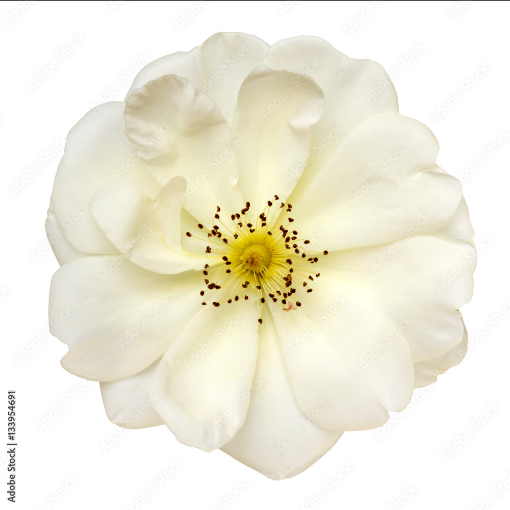 Fototapeta premium White Rose Top View Isolated on White