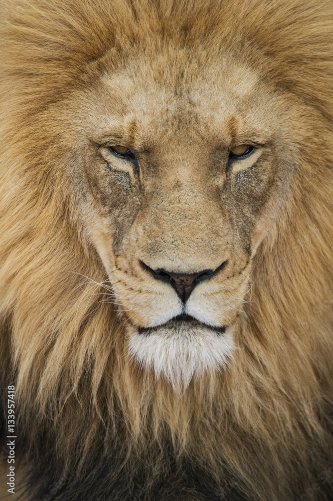 Portrait of lion Portrait of lion