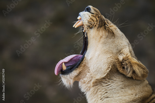 Side view of lioness roaring at national park photo