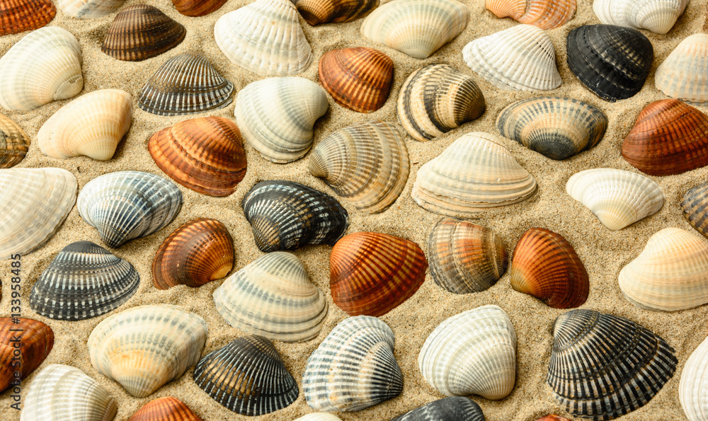 Sea shells on sand. Summer beach background. Sea shells on sand. Summer beach background.