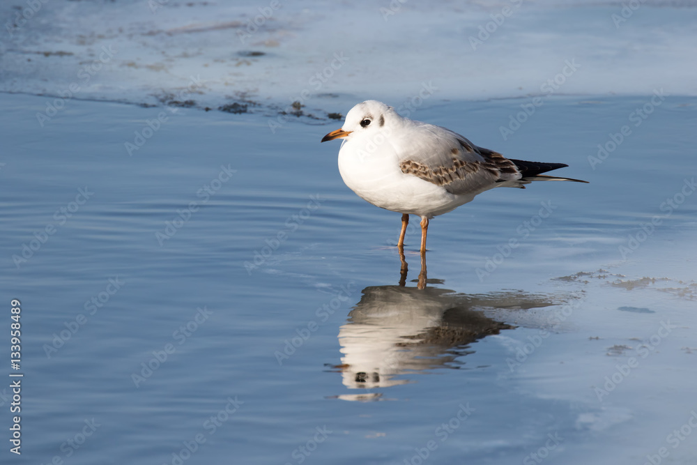Common gull (Larus canus) on frozen lake Common gull (Larus canus) on frozen lake