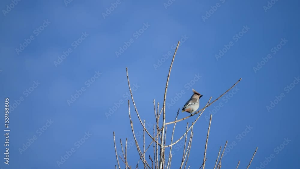 Waxwing ( Bombycilla ) in a Tree Top. Blue Sky. Waxwing ( Bombycilla ) in a Tree Top. Blue Sky.