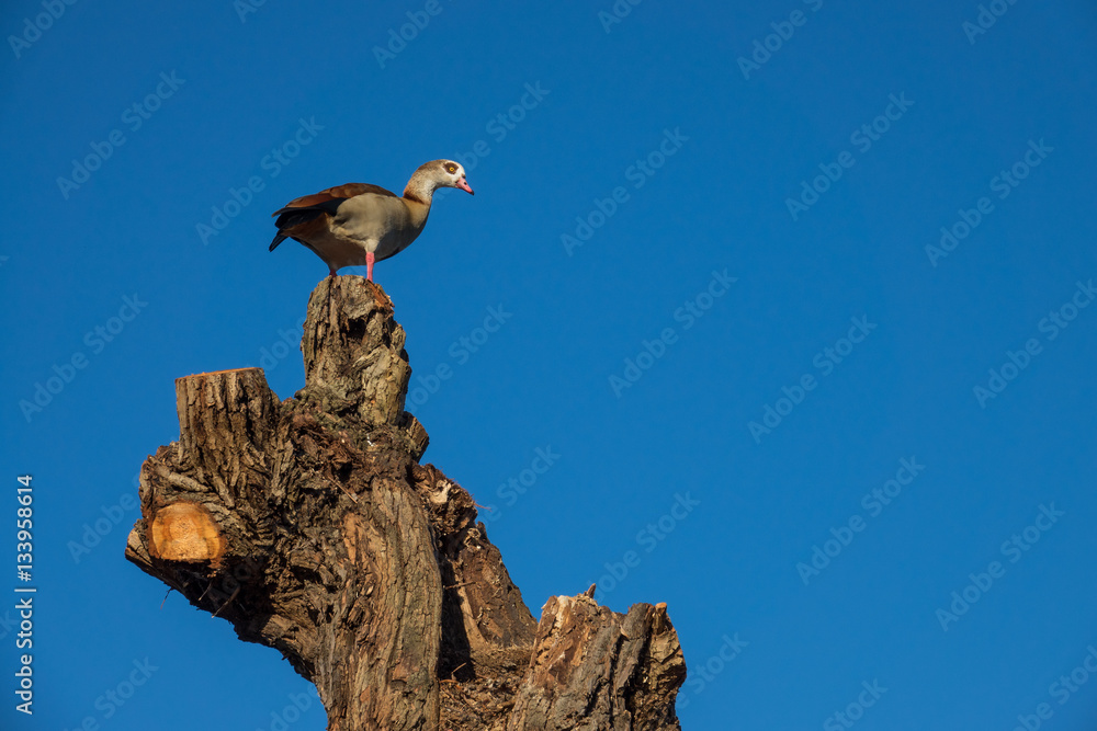 Single geese standing on top of a tall cut tree