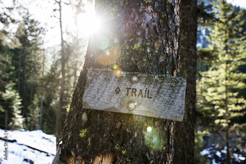 Close-up of trail sign on tree trunk in forest