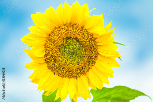view of a yellow sunflower