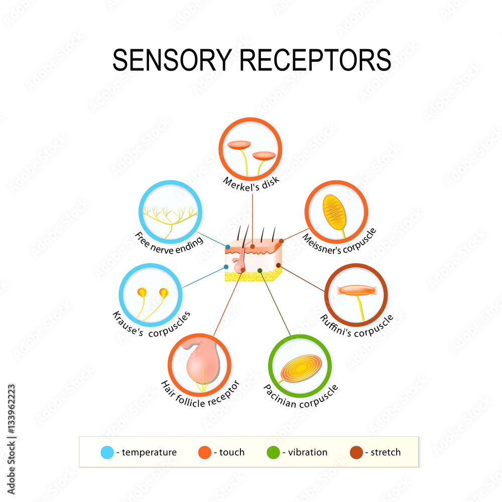 human-skin-and-sensory-receptors-stock-vector-adobe-stock