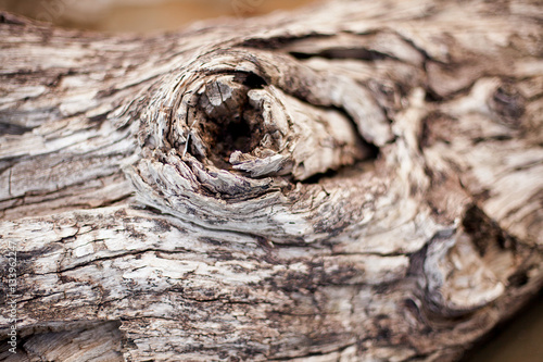 Tree Timber Texture