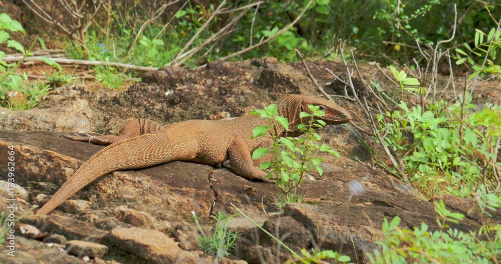 Brown Monitor Lizard warming on rocks and looking in camera in Yala Sri Lanka Brown Monitor Lizard warming on rocks and looking in camera in Yala Sri Lanka