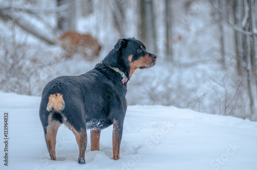 Rottweiler standing in snow woods