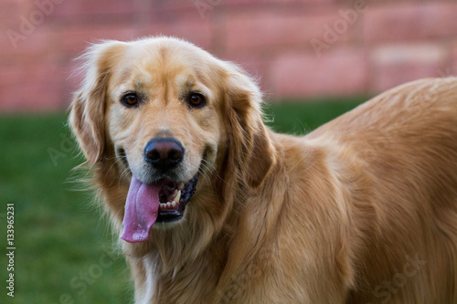 Golden Retriever with tongue out