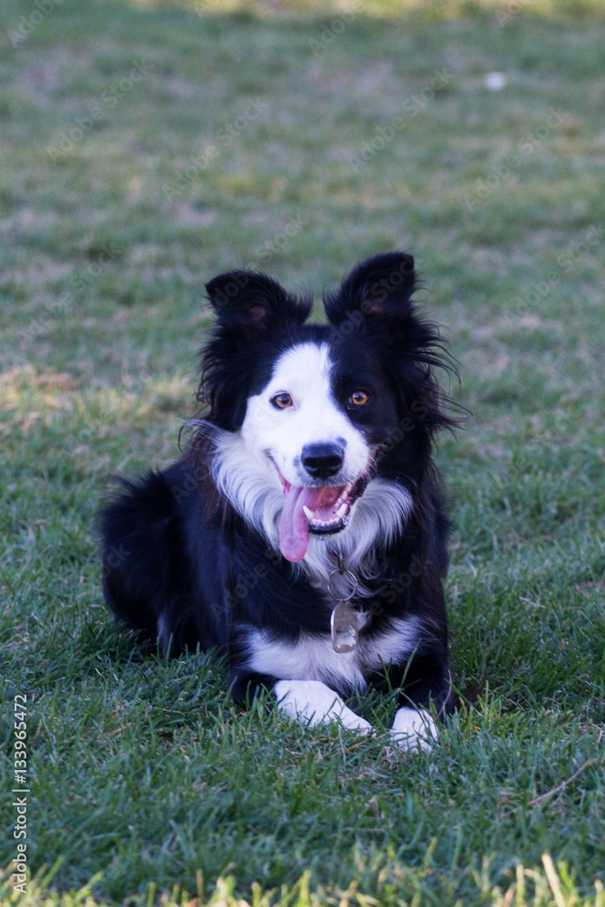 Border Collie waiting in the grass