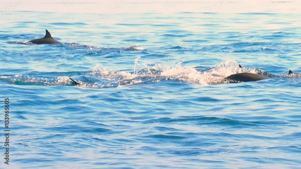 Group of wild dolphins swimming in open sea near coast of Sri Lanka Group of wild dolphins swimming in open sea near coast of Sri Lanka