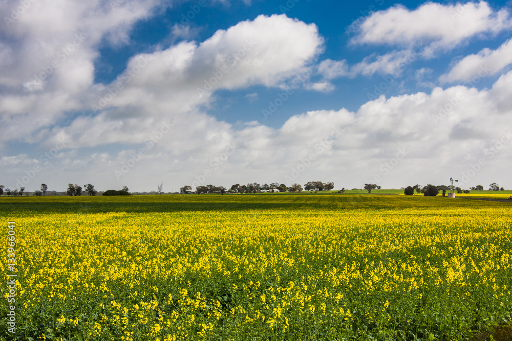 Agribusiness, soy plantation, farms Agribusiness, soy plantation, farms