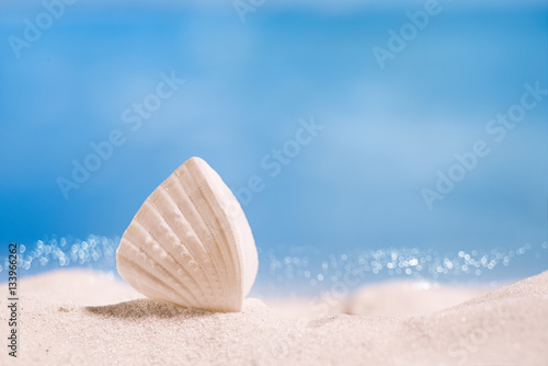 white tropical shell on white Florida beach sand under sun light