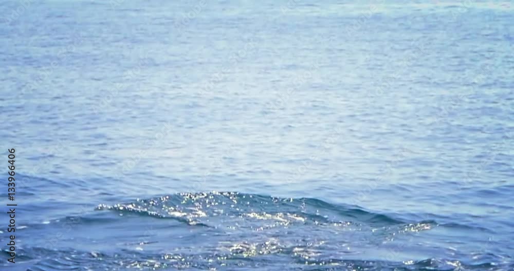 Large Blue Whale breathing air on sea water surface and dives into ocean near Sri Lanka coast Large Blue Whale breathing air on sea water surface and dives into ocean near Sri Lanka coast