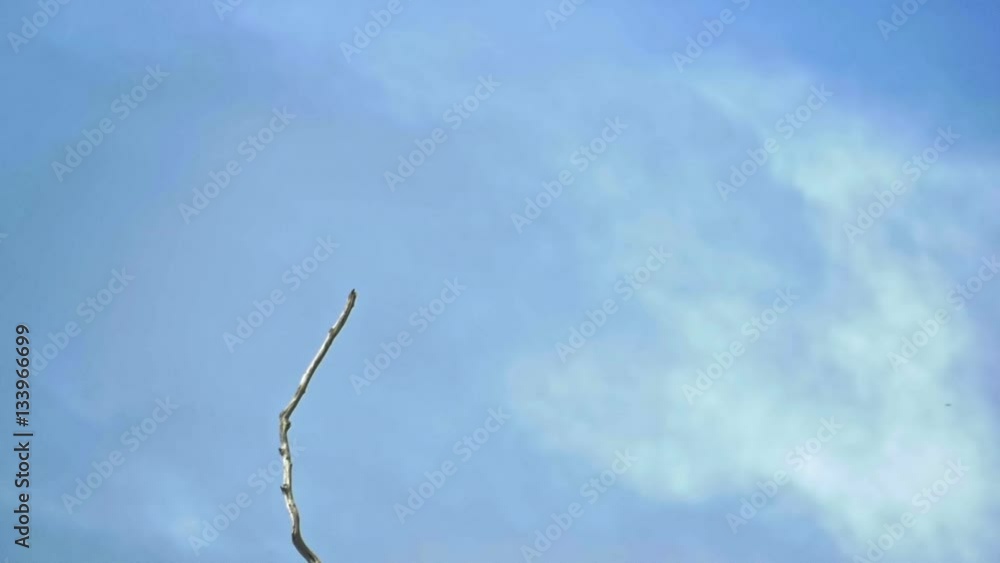 Crested Serpent Eagle (Spilornis cheela) slow motion fly in Sri Lanka wildlife Crested Serpent Eagle (Spilornis cheela) slow motion fly in Sri Lanka wildlife