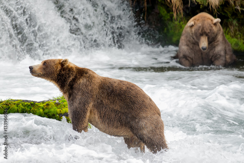 Brown Bears at Brooks River Falls