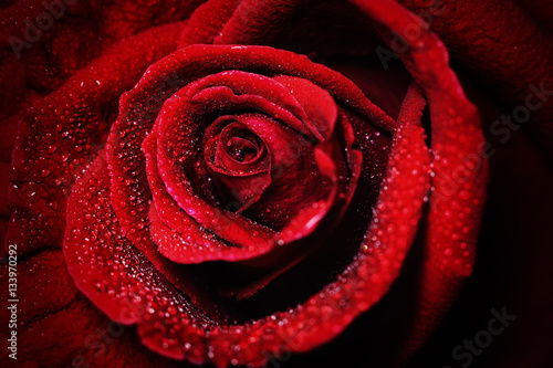 close-up view of beautiful dark red rose with water dew drops