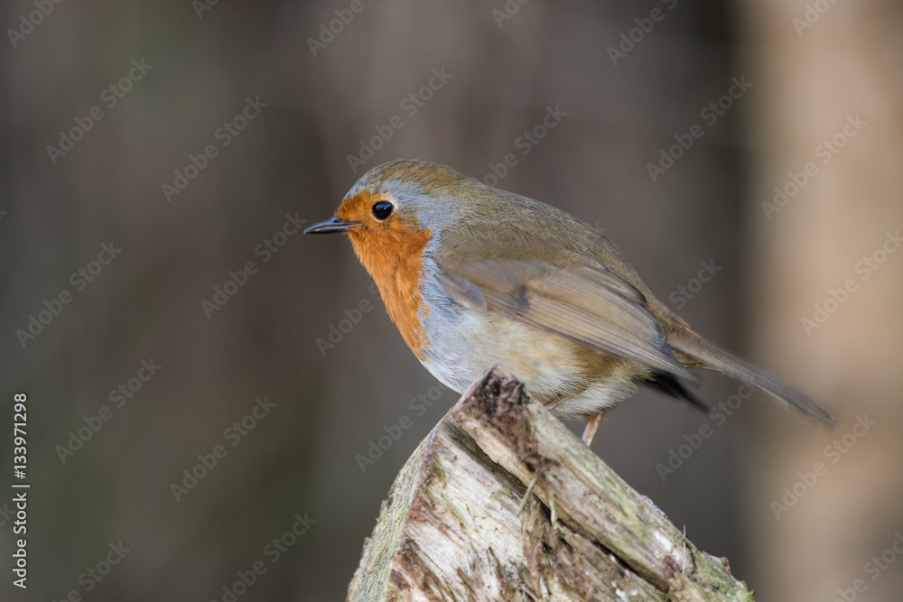 European Robin, Erithacus rubecula European Robin, Erithacus rubecula